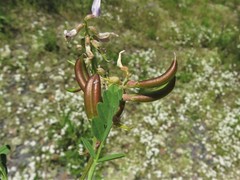 Astragalus distortus distortus
