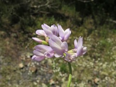 Astragalus distortus distortus