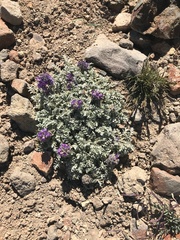 Phacelia sericea sericea