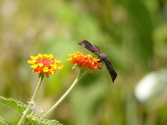 Chiomara mithrax