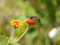 Chiomara mithrax