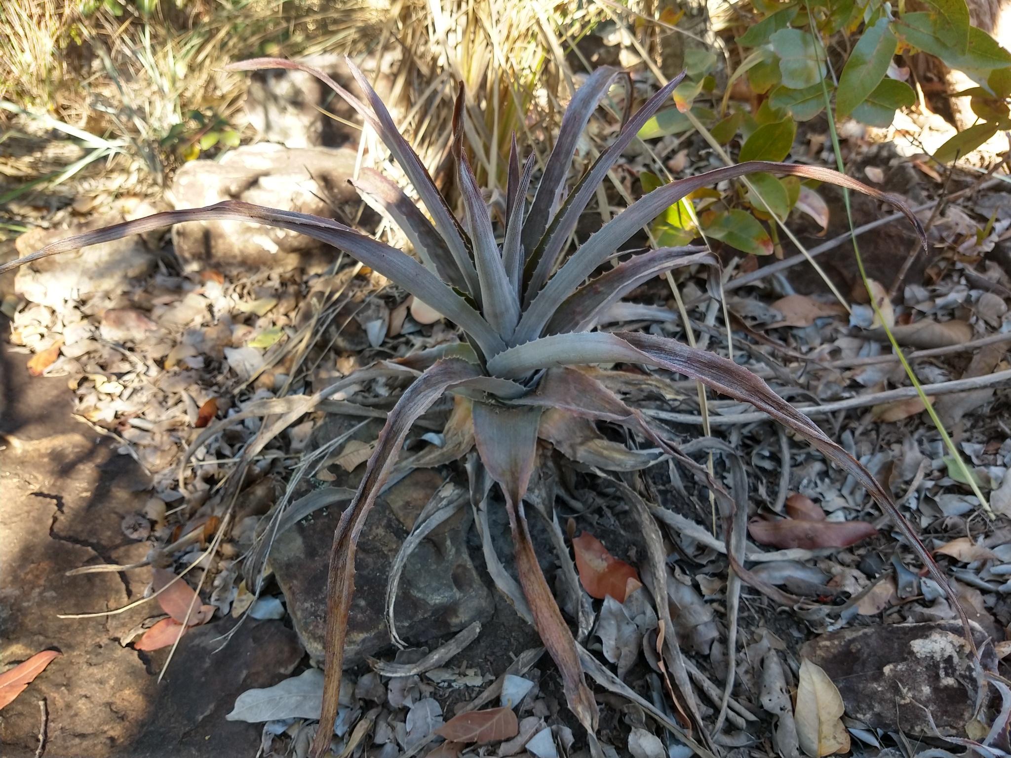 Dyckia aurea