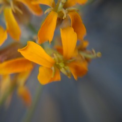 Erysimum capitatum capitatum