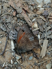 Quilaphoetosus monachus