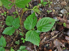 Rubus enslenii