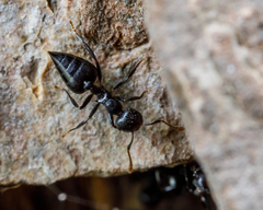 Crematogaster corvina