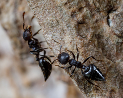 Crematogaster corvina
