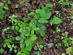 Rubus enslenii