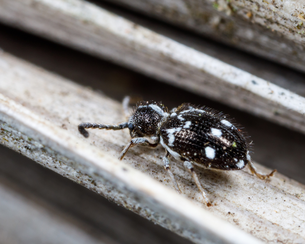 Niptinus unilineatus