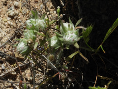 Stylocline micropoides