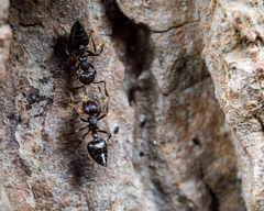 Crematogaster corvina