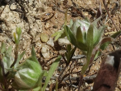 Stylocline micropoides