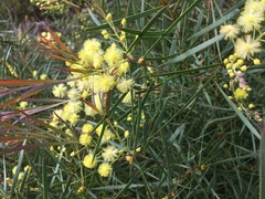 Acacia iteaphylla