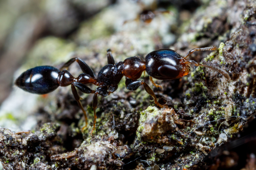 Golden Twig Ant photo 3