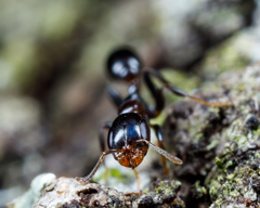 Pseudomyrmex ejectus