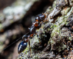 Pseudomyrmex ejectus