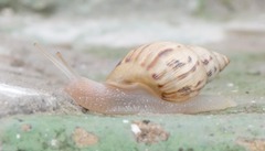 Drymaeus papyraceus
