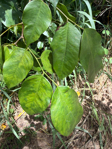 Dalbergia ovalis, 2026-06-15