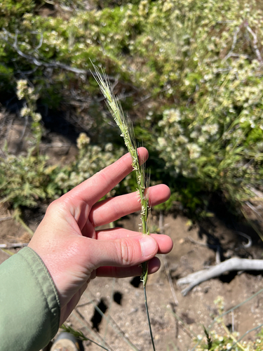 Siberian wildrye (Elymus sibiricus)