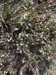 Leucopogon collinus