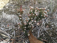 Leucopogon collinus