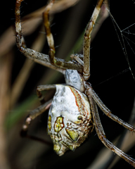 Argiope blanda
