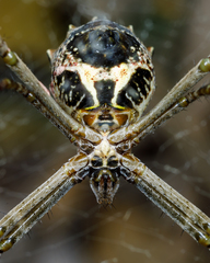 Argiope blanda