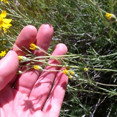 Eriophyllum jepsonii