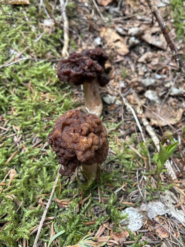 Gyromitra esculenta — False Morel