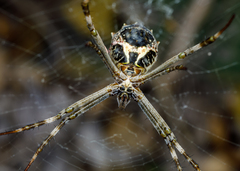 Argiope blanda