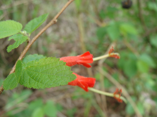 Image of Helicteres guazumifolia by (c) Alexis López Hernández, some rights reserved (CC BY)