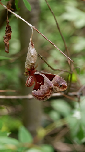 Promethea moth
