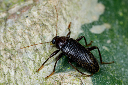 Lobopoda socia