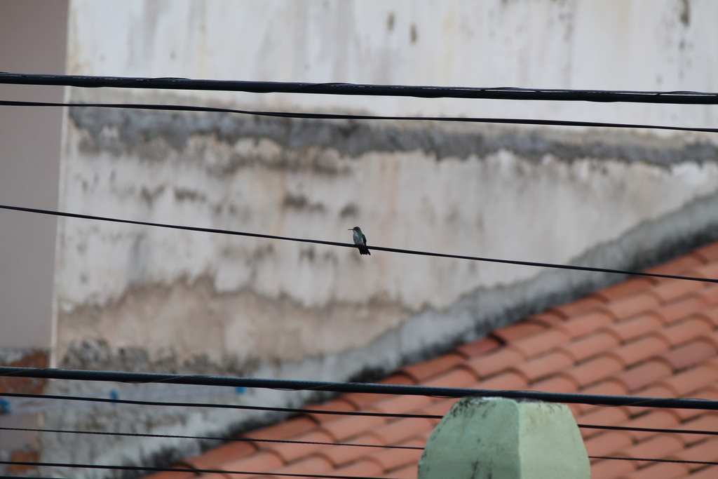 Plain-bellied Emerald