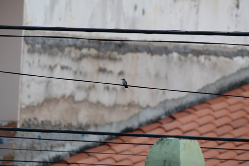 Plain-bellied Emerald