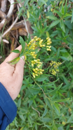 Baccharis vulneraria