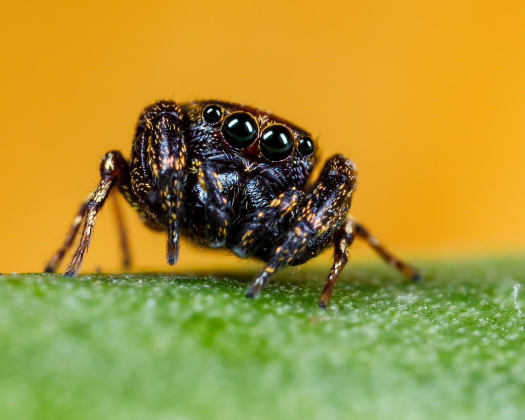Rhetenor texanus