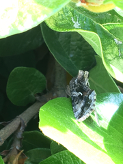 Autographa californica
