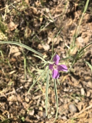 Clarkia bottae
