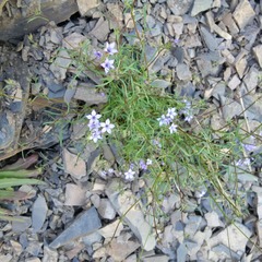 Gilia achilleifolia