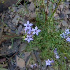 Gilia achilleifolia