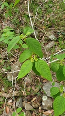 Callicarpa pedunculata