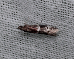 Moodna ostrinella