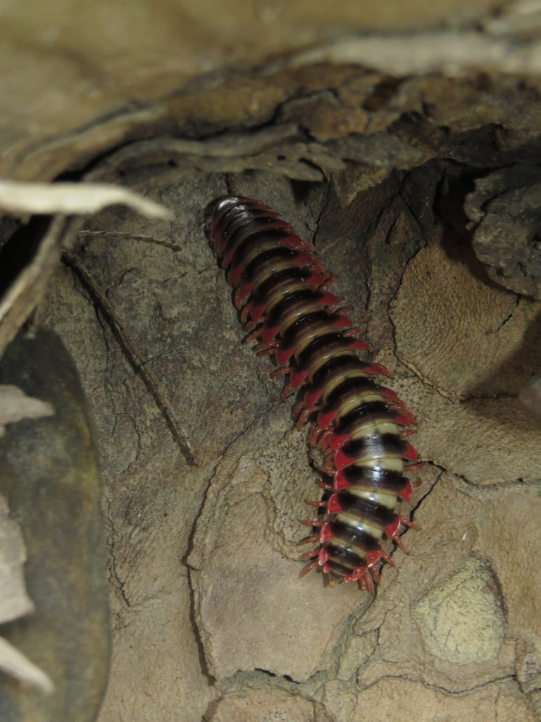 Brachoria forficata