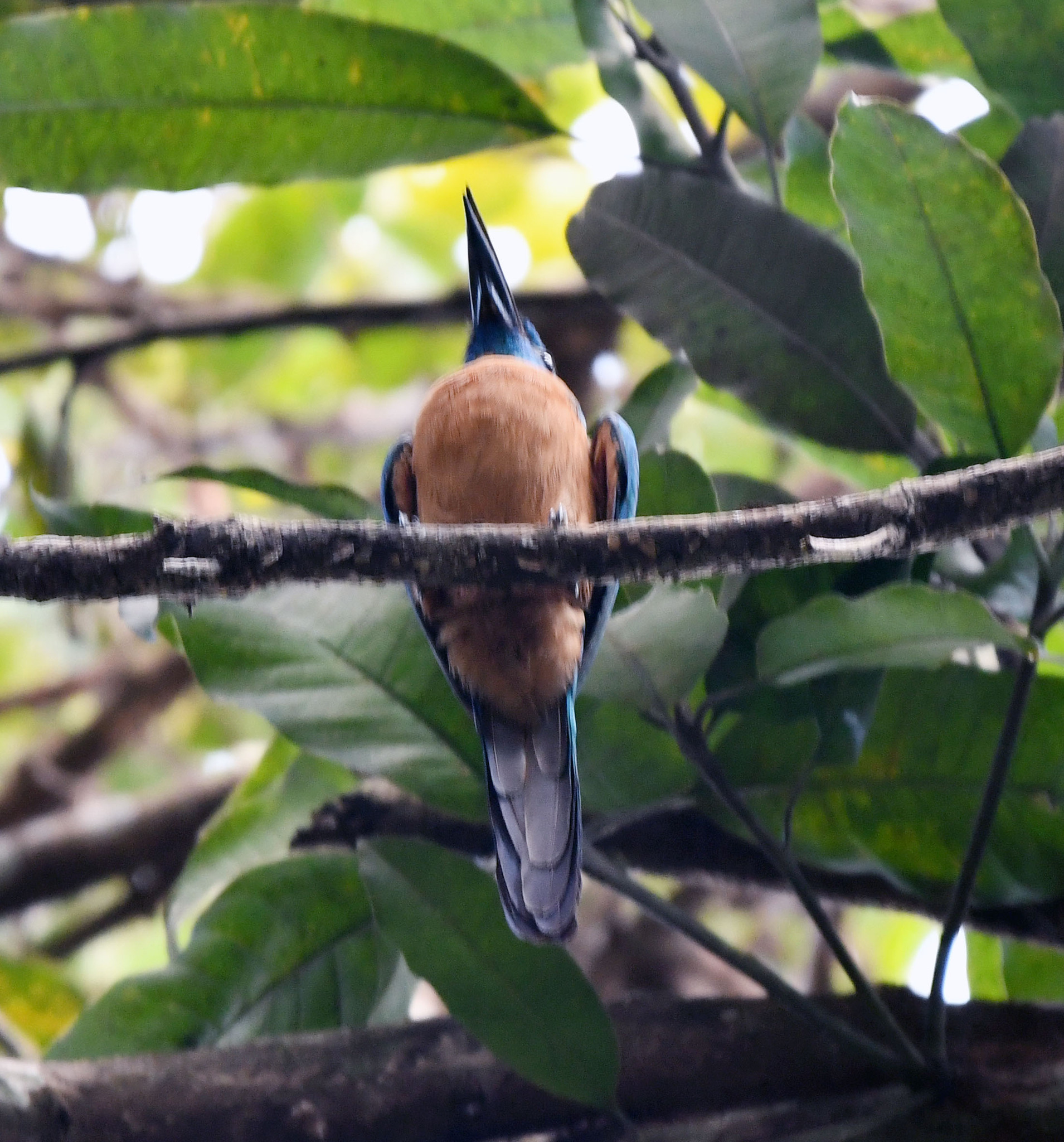 Great Jacamar (Jacamerops aureus), photo 4