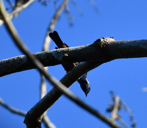 Opal-rumped Tanager (Tangara velia), photo 2