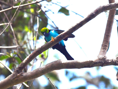 Paradise Tanager (Tangara chilensis), photo 5