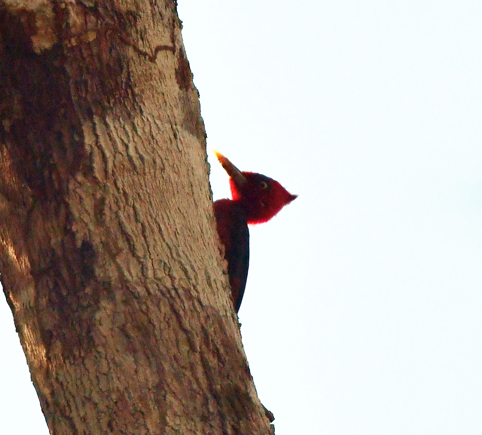 Red-necked Woodpecker (Campephilus rubricollis), photo 4
