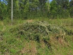 Rubus sons