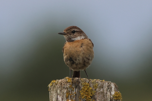 European Stonechat